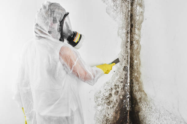 Professional Mold Remediation in Morgandale, OH