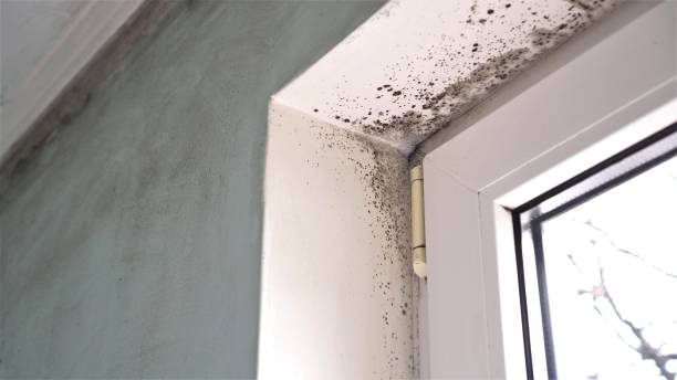 Best Industrial Mold Remediation in Morgandale, OH