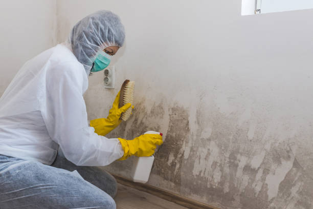Best HVAC Mold Remediation in Morgandale, OH