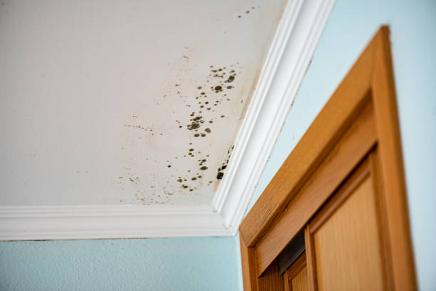 Best Black Mold Remediation in Morgandale, OH