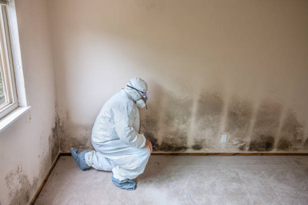 Best DIY Mold Remediation Support Services in Morgandale, OH