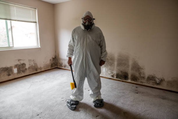 Best Post-Flood Mold Remediation in Morgandale, OH