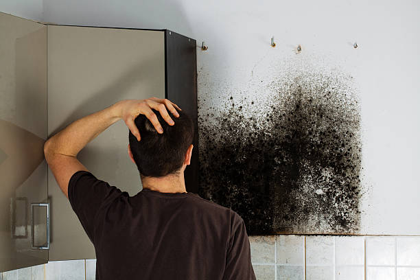 Best Bathroom Mold Remediation in Morgandale, OH