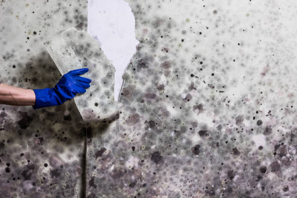 Best Health and Safety Mold Remediation in Morgandale, OH