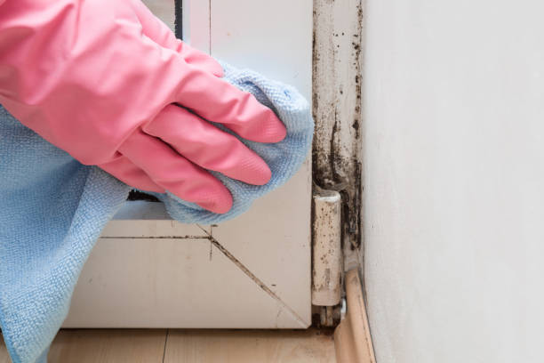Best Attic Mold Remediation in Morgandale, OH