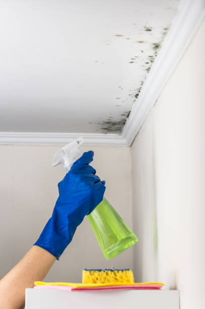 Best Emergency Mold Remediation in Morgandale, OH