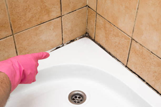 Best Crawl Space Mold Remediation in Morgandale, OH